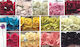 Papierblume 8cm 12Stk/Packung 0520059 (gelb)
