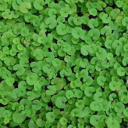 Primasem Seeds Grass Dichondra 1.0kg