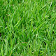 Primasem Seeds Scutch Grass 1.0kg