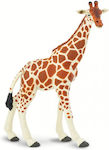 Safari Netzgiraffe Giraffe