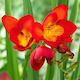 Gemma Bulb Freesia Single Red