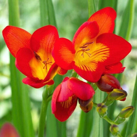 Gemma Bulb Freesia Single Red