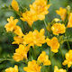 Primasem Bulb Freesia Double Yellow