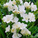 Primasem Bulb Freesia Double White