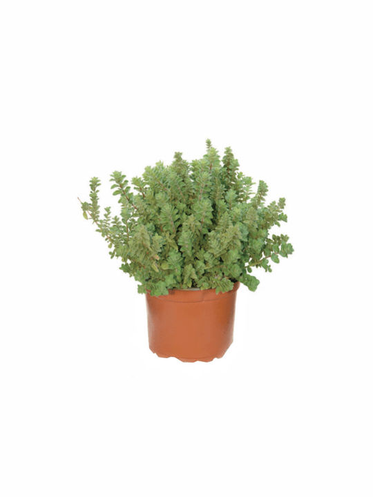 Oregano plant