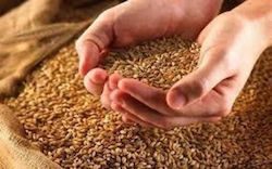 HealthTrade Organic Seeds Wheat Δίκοκκου Whole Grain 1000gr 1pcs