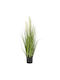 Pampas Grass in Pot Ai Lati