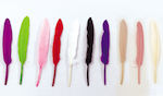 Craft Feathers Set of 50pcs