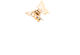 with Butterfly Gold
