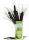 Joanna Naturia Shampoo For Hair Calamus 2-in-1 500 ml