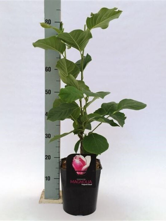 Magnolia 3lt Height 60cm