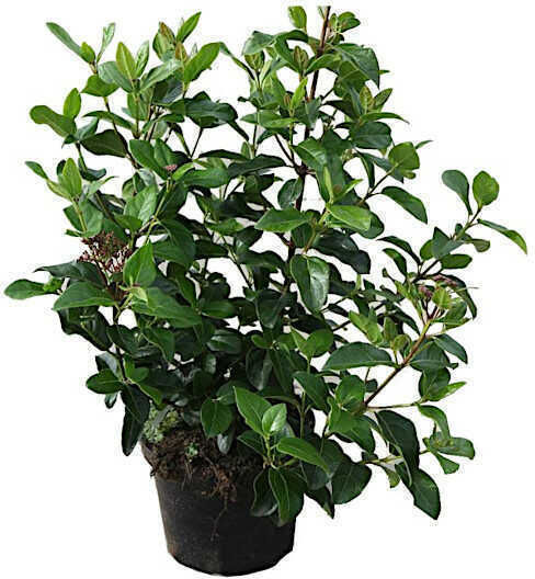 Viburnum 4Es Höhe 80cm Viburnum 4Es Höhe 80cm