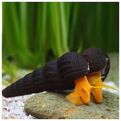 Orange Poso Rabbit Snail