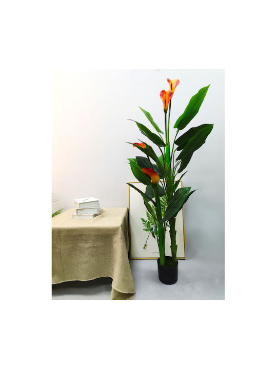 Κάλλα σε Γλάστρα 160cm Home & Camp