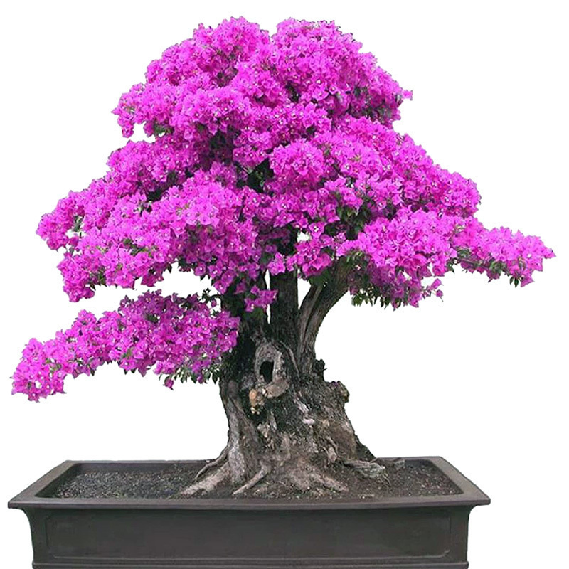 lilibo bonsai cups BONSAI CUPS main image 1