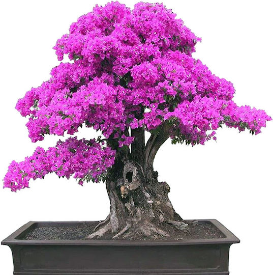 Judasbaum Cercis Canadensis Bonsai 50+ Saatgut | Skroutz Germany