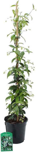 Rhynchospermum Jasminoides 19cm Rhynchospermum Jasminoides 19cm