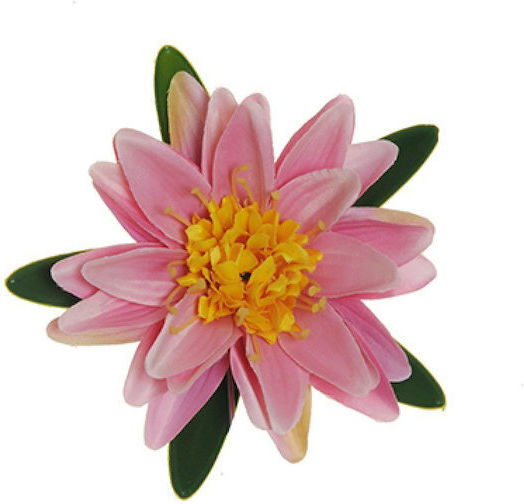 Seerose Rosa Evergreens Seerose Rosa Evergreens
