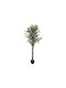 Ficus Ficus Baum im Freien 180cm Atmosphera