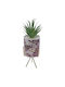 Sukkulente Pflanze in Topfpflanze Rosa 26cm Uncle George