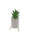 Aloe in Topfpflanze Weiß 21cm Uncle George