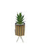 Aloe In Topfpflanze Braune 24cm Uncle George