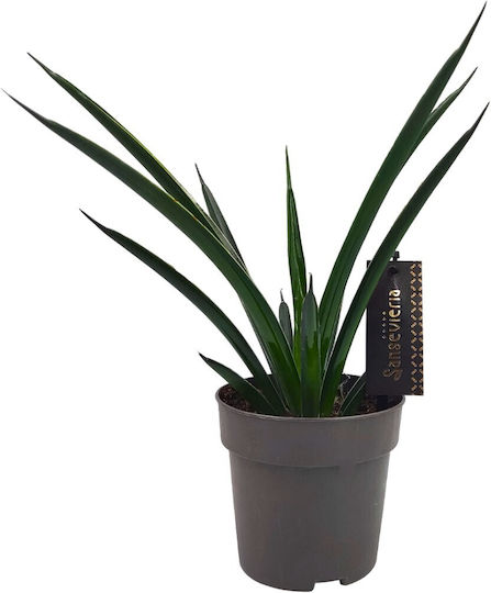 Sansevieria Komet Amazon Grün