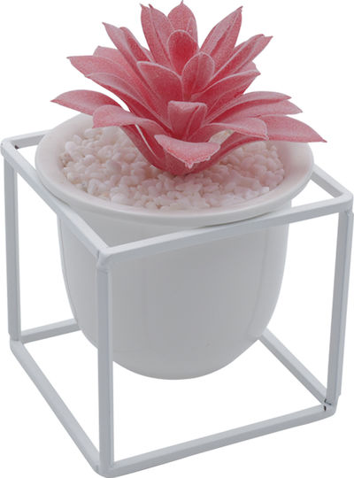 Sukkulente Pflanze in Topf Rosa 13cm Uncle George