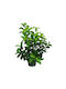 Oem Βιβούρνο Λούσιντουμ Viburnum Tinus 'lucidum' 9 Lt 80/100