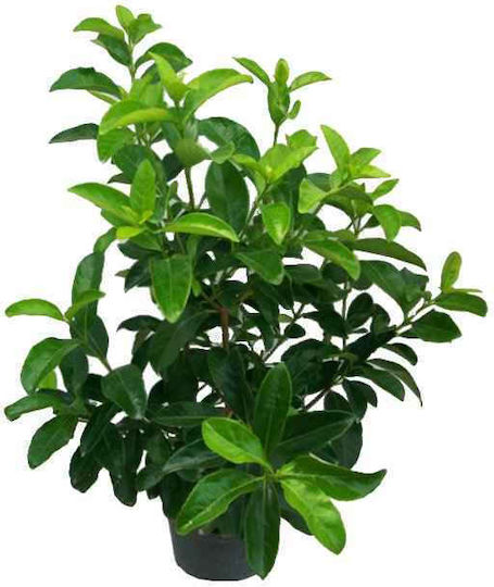 Oem Viburnum Tinus 'lucidum' 9 Lt 80/100 Oem Viburnum Tinus 'lucidum' 9 Lt 80/100