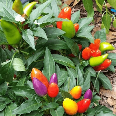 Multicolored Ornamental Pepper Seed