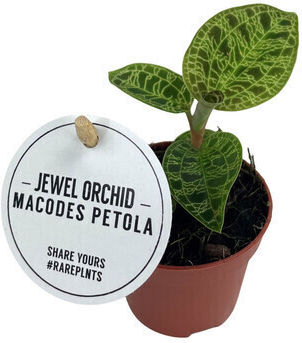 Macodes Petola Jewel Orchid