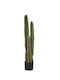 Cactus În Aer Liber 155cm Ai Lati
