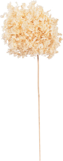 Dekorative getrocknete Hortensienblume Hm7954 Ecru 55cm
