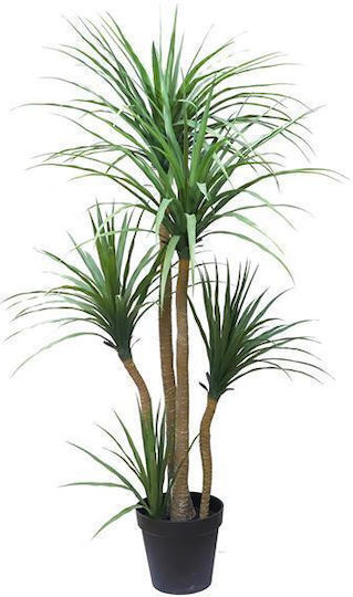 Dracaena Baum Im Freien Braun Newplan