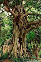 Heiliger Baum Indiens Ficus Religiosa 200+ Samen