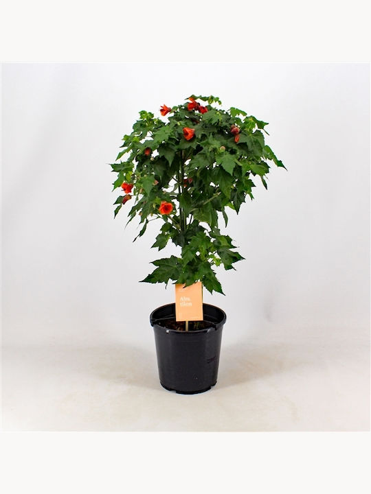 Abutilon Red Trumpet Stem