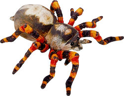 Spider Nature Zoom Wild Spider Spider Nature Zoom Wild Die Spiegelburg