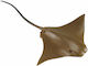 Miniature Safari Cownose Ray Stingray Rhinoptera