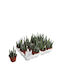 Senecio Stapeliiformis 8.5cm
