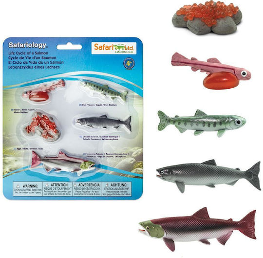 Miniaturen Safari Lebenszyklus eines Lachses Lebenszyklus eines Lachses