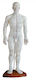 Männlicher Injektionstraining-Manikin 50 cm