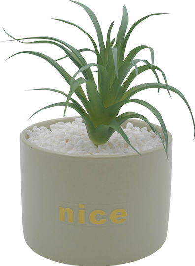 Sukkulente Pflanze in Topf Gold 17cm Uncle George