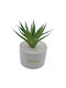 Aloe in Topfpflanze Weiß 17cm Uncle George