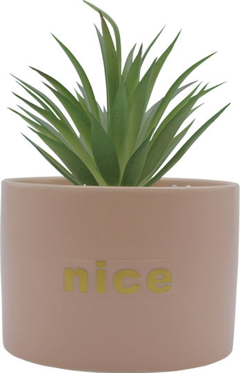 Sukkulente Pflanze in Topf Rosa 17cm Uncle George