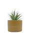 Sukkulente Pflanze in Topf Gelbe 17cm Uncle George