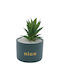 Aloe in Topfpflanze 17cm 05.02.04-0015-Grün Uncle George