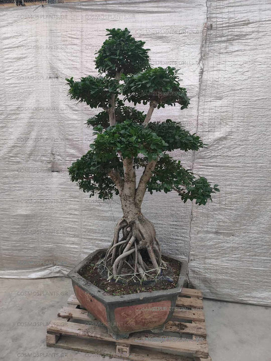 Bonsai