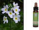 Crystal Herbs Ulei Esențial Violet 10ml