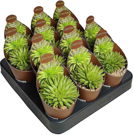 Haworthia Kikuhigasa 6.5cm